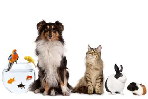 Dierendag