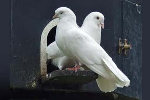 Liefdesduiven