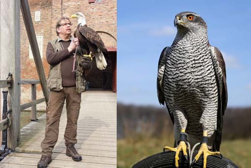 Roofvogelshow